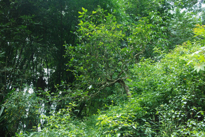 2021年冰島糯伍古樹秋茶| 甜出新高度，融在心底間~