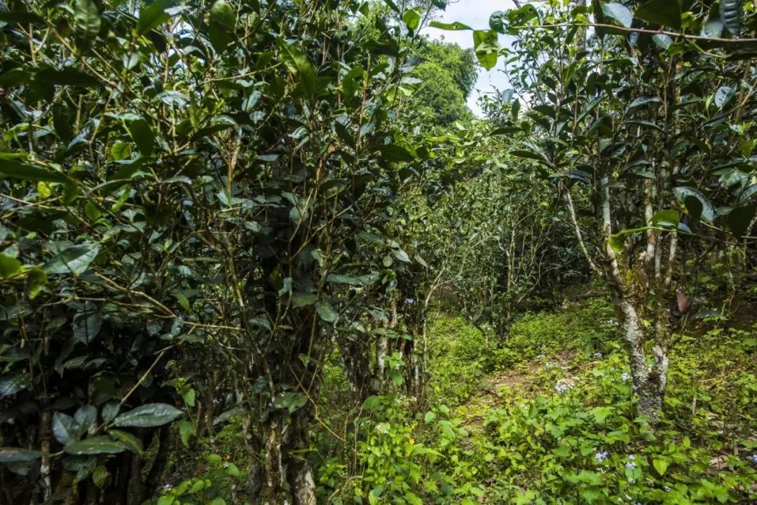 2021年冰島糯伍古樹秋茶口感是什么？