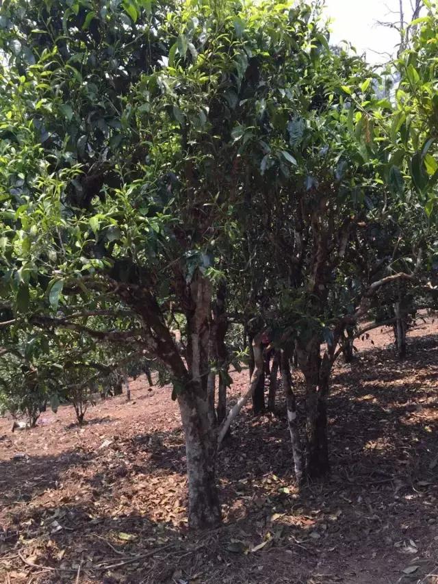 2021年冰島糯伍古樹秋茶特點？