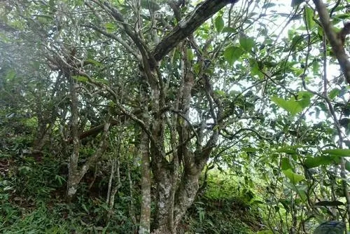 2021年昔歸古樹秋茶特點(diǎn)是什么？