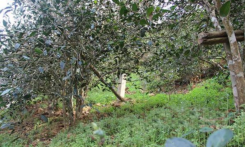 2021年昔歸古樹秋茶口感是什么？