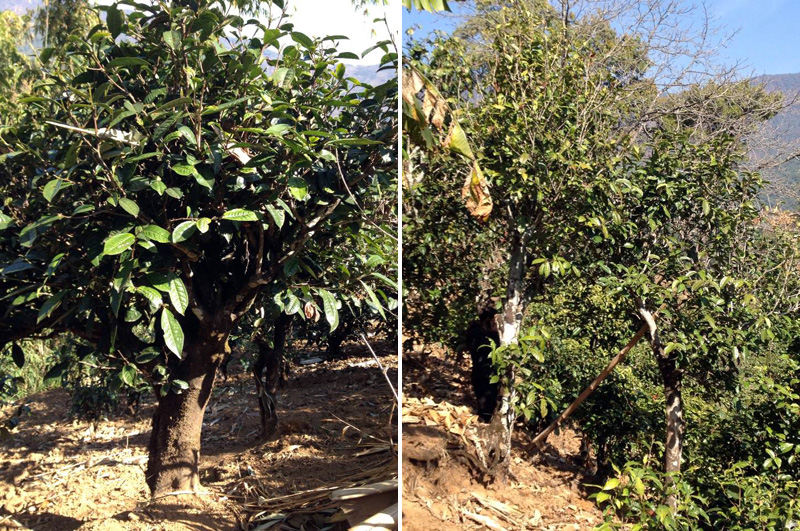 2021年忙肺古樹秋茶特點(diǎn)是什么？