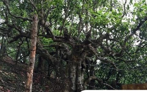 2021年忙肺古樹秋茶臨滄四大名茶之一！