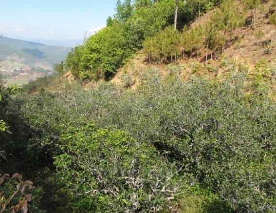 2021年梅子箐古樹秋茶特點是什么？