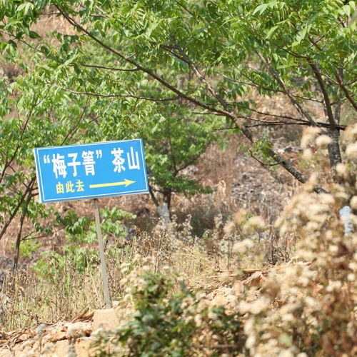 2021年梅子箐古樹秋茶口感！