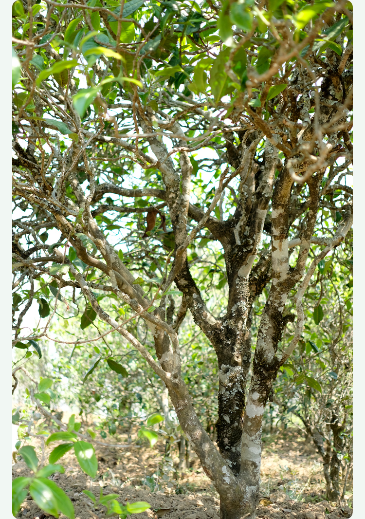 2021梅子箐古樹秋茶甜如冰島、香似昔歸:人間三月,怎么少得了梅子箐?