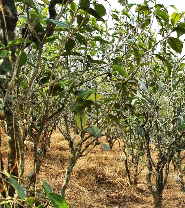 2021年巖子頭古樹秋茶口感是什么？