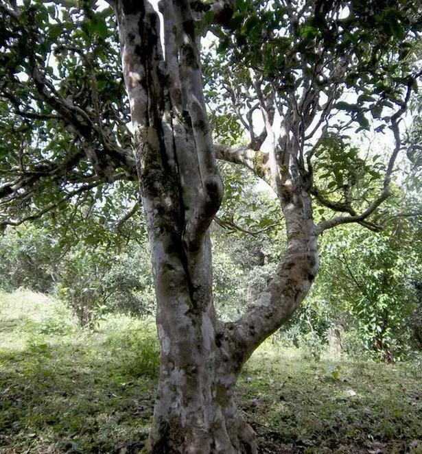 2021年巖子頭古樹秋茶，亂石出好茶！