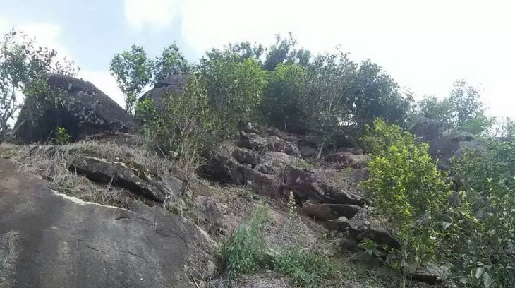 2021年巖子頭古樹秋茶內(nèi)含物質(zhì)可以和昔歸古樹毛茶相娉美·！