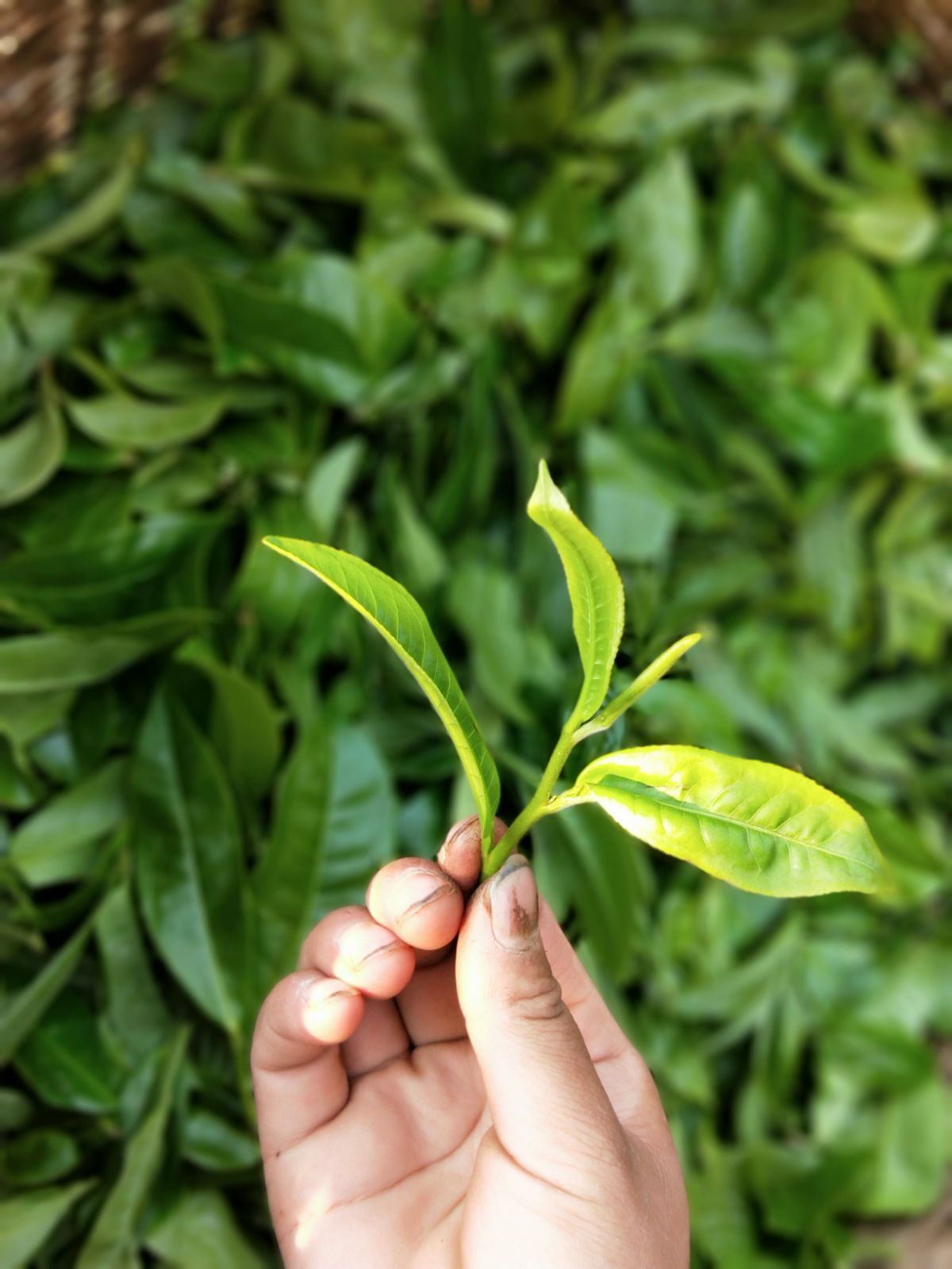 2021年馬鞍山古樹秋茶特點(diǎn)是什么？