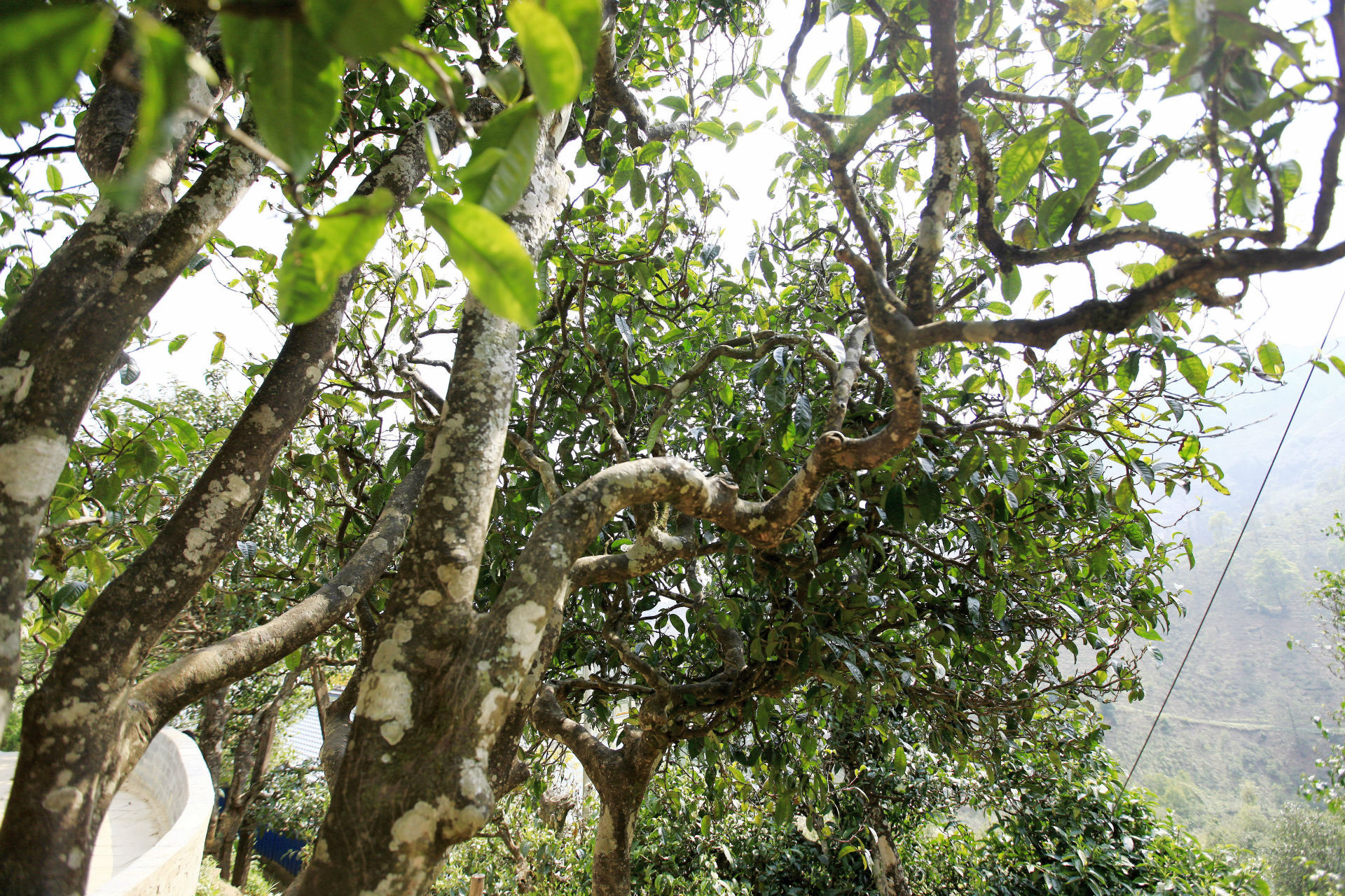 2021年馬鞍山古樹秋茶價(jià)值如何？