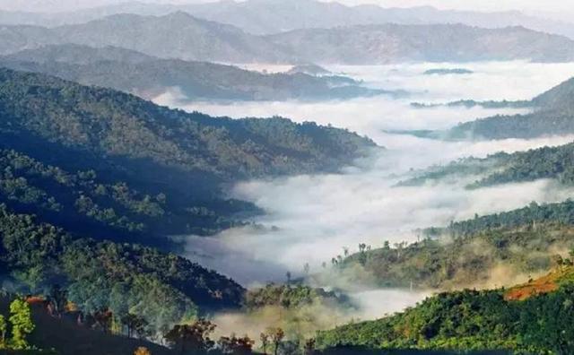 2021白鶯山古樹秋茶特點(diǎn)？