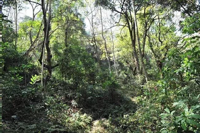 2021年老班章古樹秋茶特點(diǎn)？