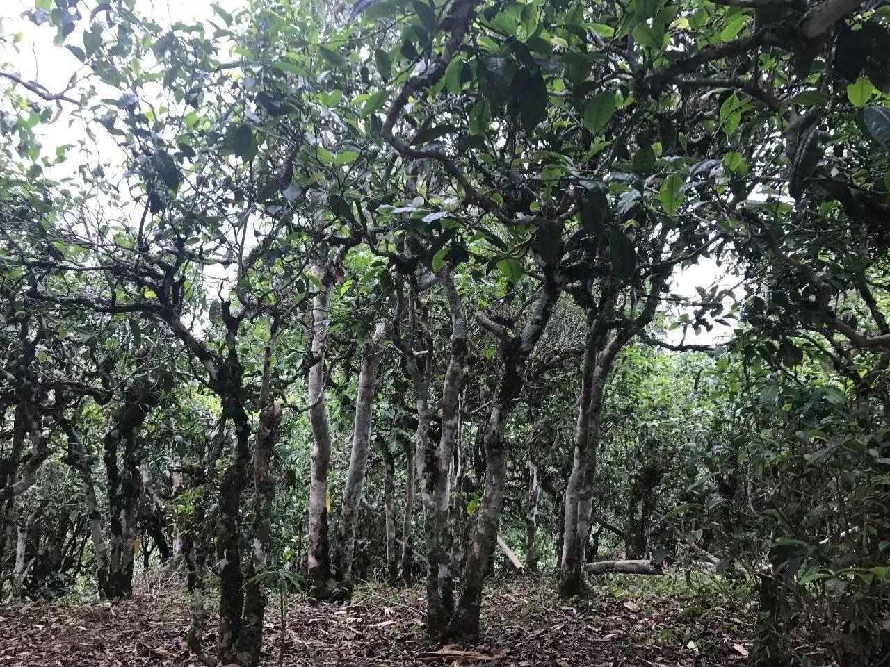 2021年老班章古樹秋茶口感是什么？