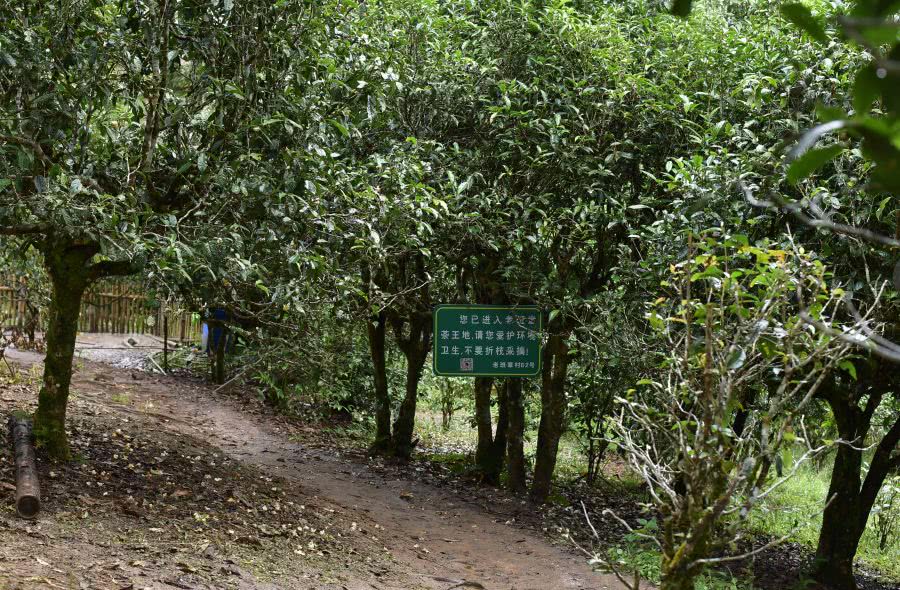 2021年老班章古樹秋茶價(jià)格？