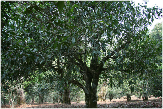 2021年老班章古樹秋茶多少錢一公斤？