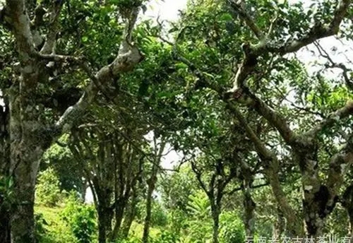 2021年新班章古樹秋茶特點(diǎn)？