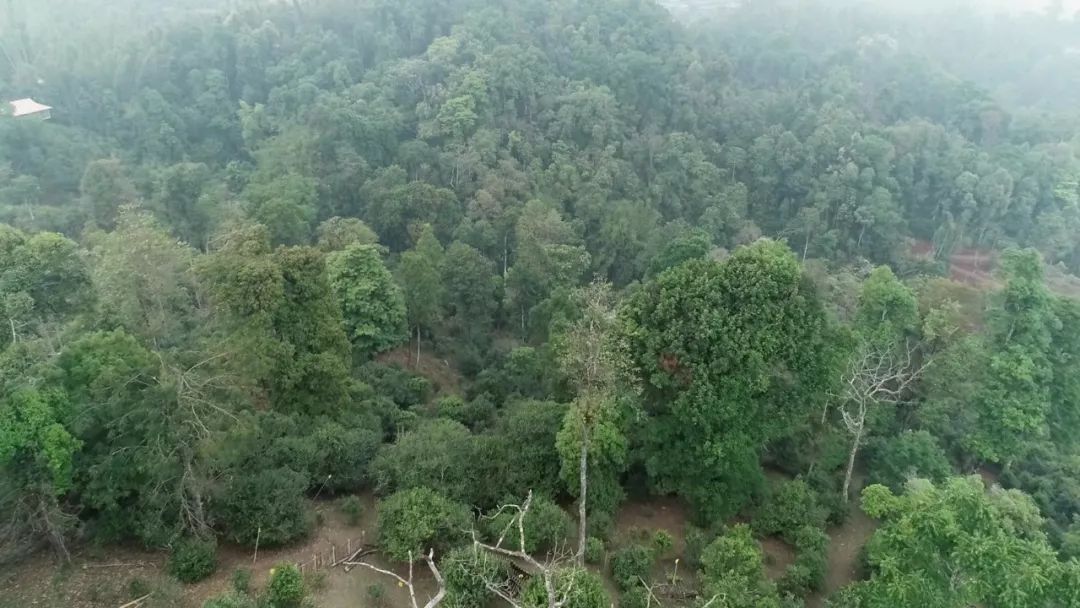 2021年新班章古樹秋茶口感是什么？