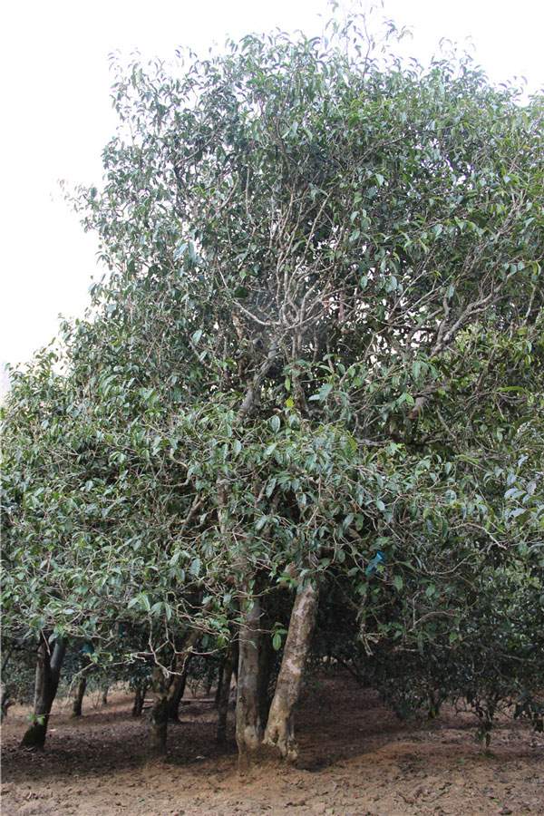 2021年新班章古樹秋茶品鑒！