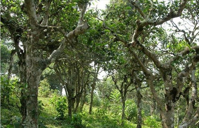 2021年新班章古樹秋茶多少錢一公斤？