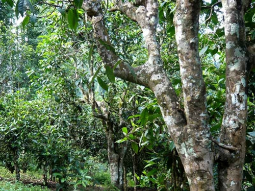 2021老曼峨古樹秋茶多少錢一公斤？