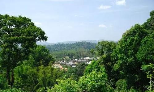 2021年老曼峨古樹秋茶口感最霸氣的山頭！