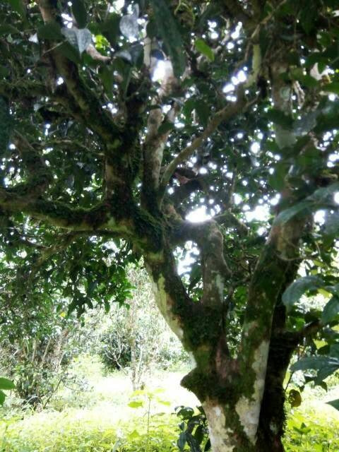 2021年班章茶區(qū)壩卡囡古樹秋茶多少錢一公斤？