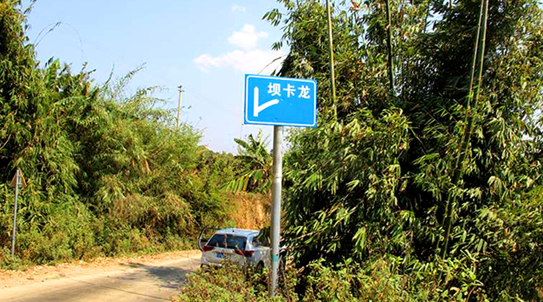 2021班章茶區(qū)壩卡竜古樹秋茶特點(diǎn)！