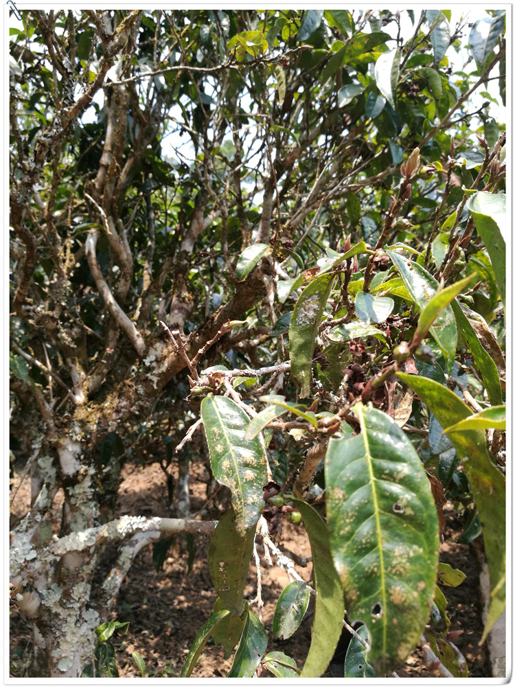 2021年布朗山班盆古樹秋茶多少錢一公斤？