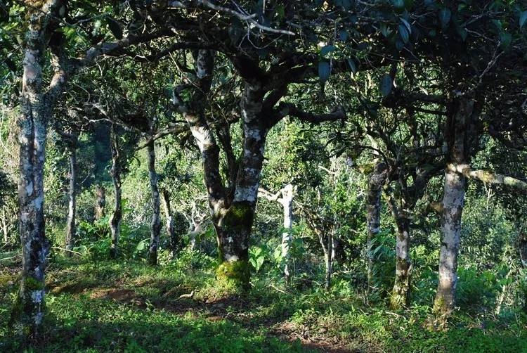 2021年賀開古樹秋茶口感！