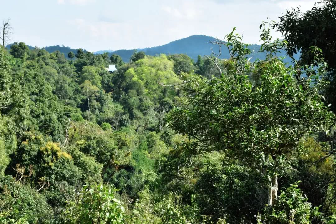 2021年賀開古樹秋茶品鑒實錄！