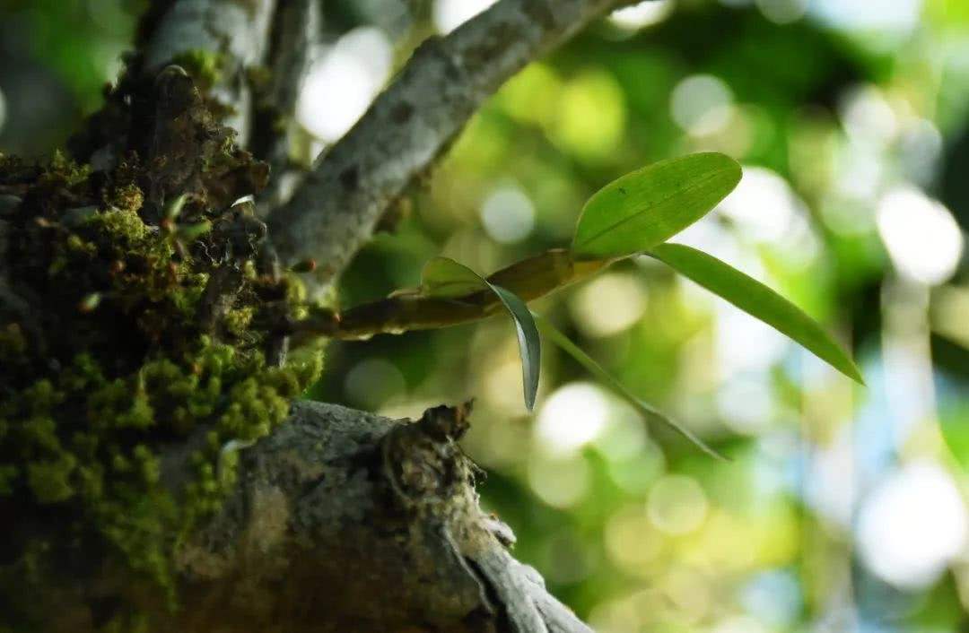 2021年賀開古樹秋茶多少錢一公斤？