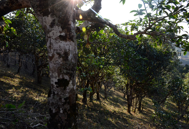 2021年班盆古樹秋茶特點？