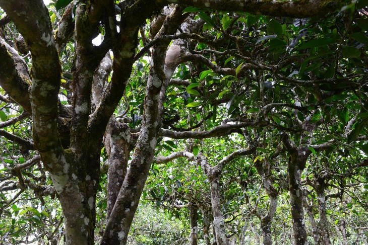 2021年老班章“鄰居”，班盆古樹秋茶茶來(lái)了！