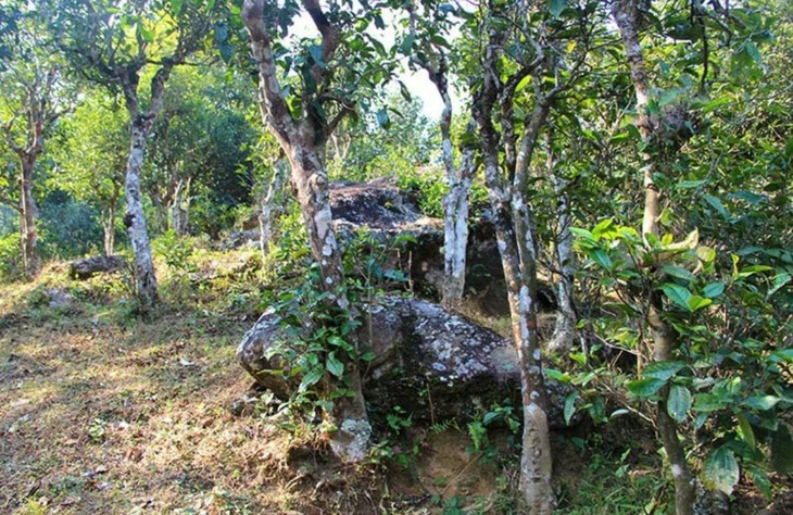 2021年勐宋那卡古樹秋茶特點？