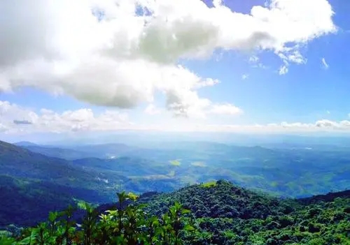 2021年滑竹梁子古樹秋茶特點(diǎn)？