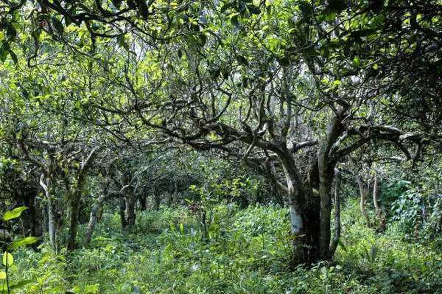 2021年滑竹梁子古樹秋茶口感？