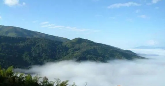 2021年滑竹梁子古樹品鑒實(shí)錄？