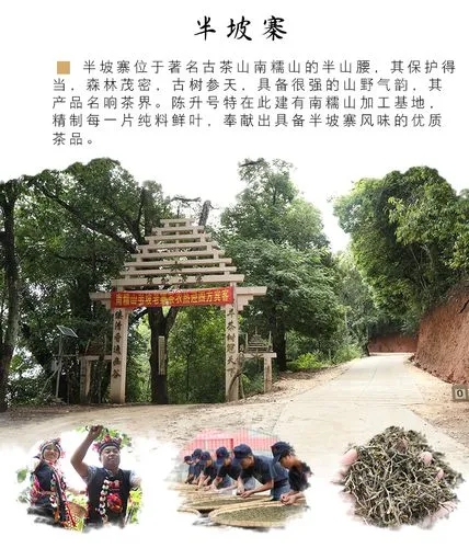 2021年南糯山半坡老寨古樹秋茶品鑒！