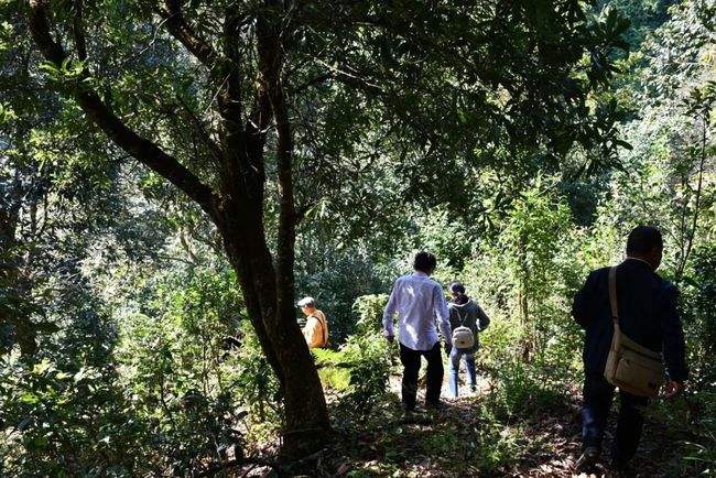 2021年南糯山拔瑪老寨古樹秋茶特點是什么？