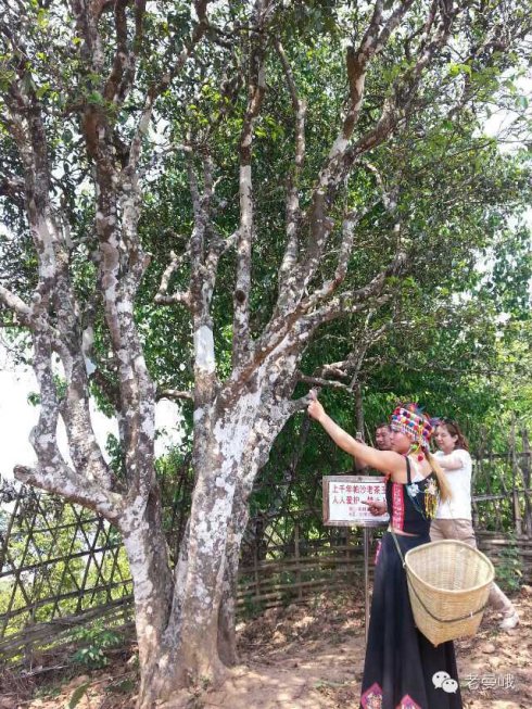 2021年帕沙古樹秋茶價格是多少？