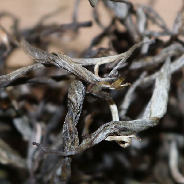 2021年帕沙古樹秋茶，你了解多少？