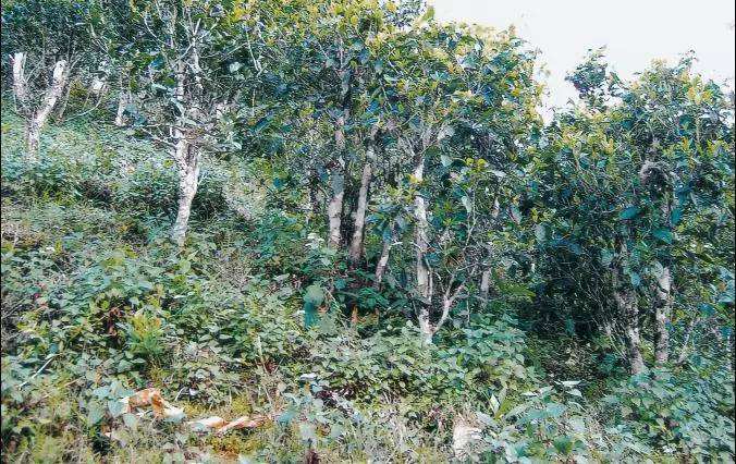 2022年須立貢茶普洱茶繞不開的古茶山！