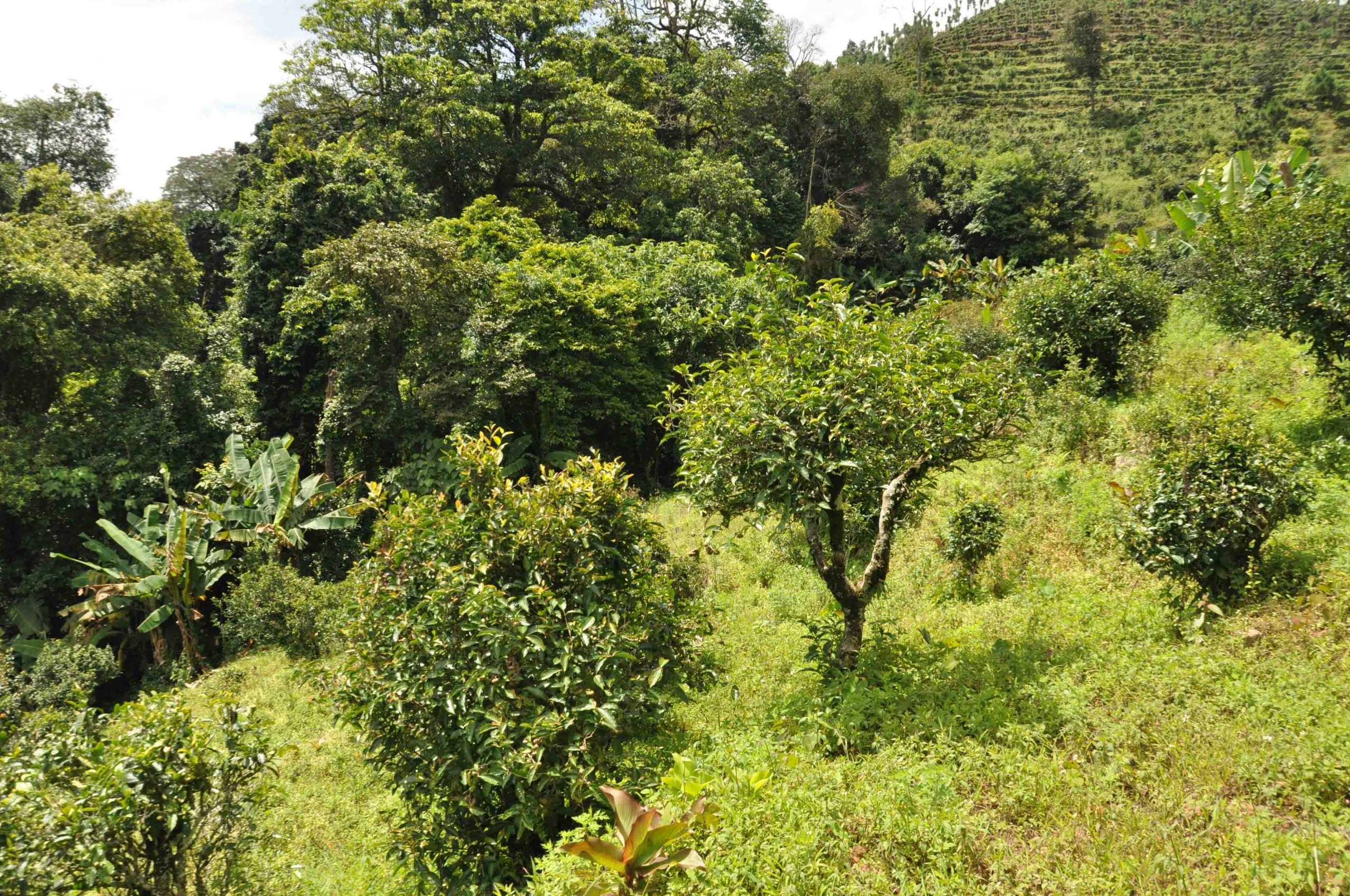 2022年迷倒皇帝的貢茶-迷帝古樹春茶特點？
