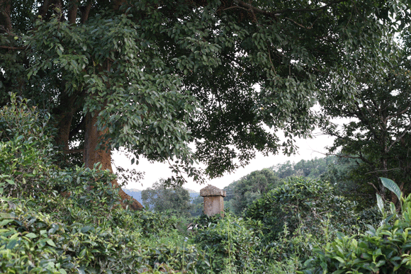 2022年迷帝古樹(shù)春茶口感是什么？