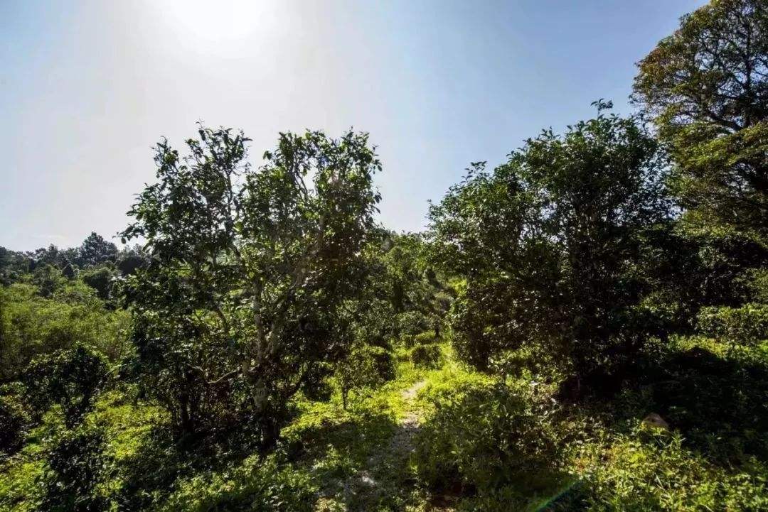 2022年迷帝古樹春茶多少錢一公斤？