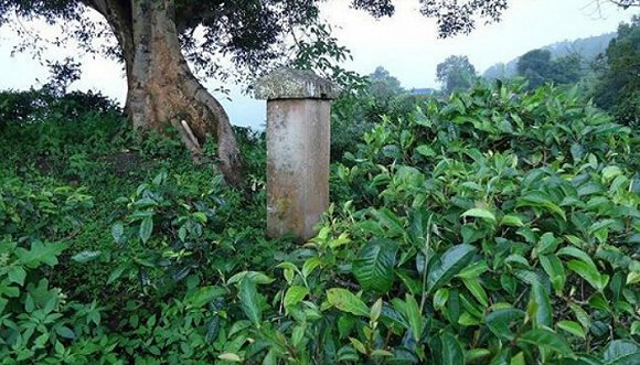 2022年迷帝古樹春茶價格？