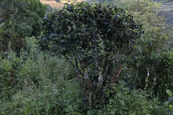 2022年迷帝古樹春茶，這里的茶 皇帝都著迷