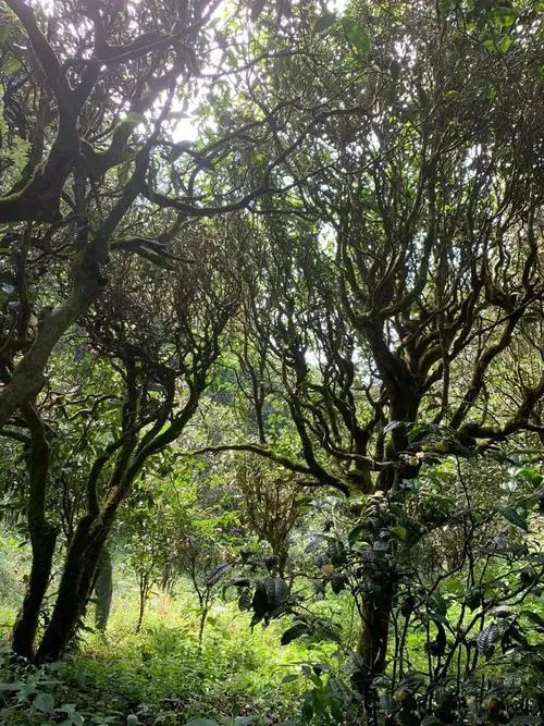 2022年墨江鳳凰窩古樹春茶多少錢一公斤？