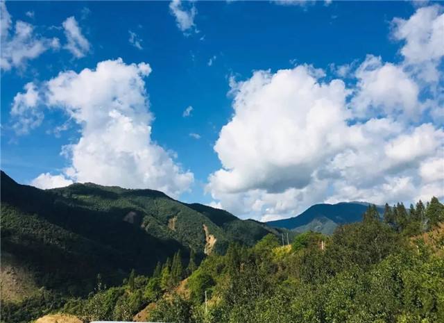 2022年景谷黃草壩古樹(shù)春茶多少錢一公斤？